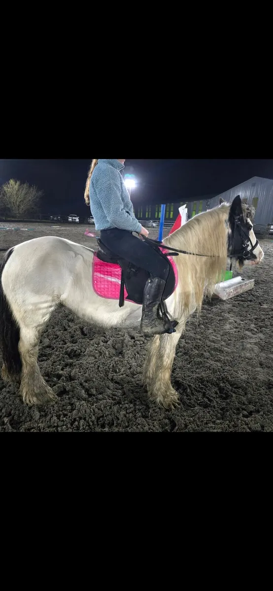 12.3hh mare - Image 1