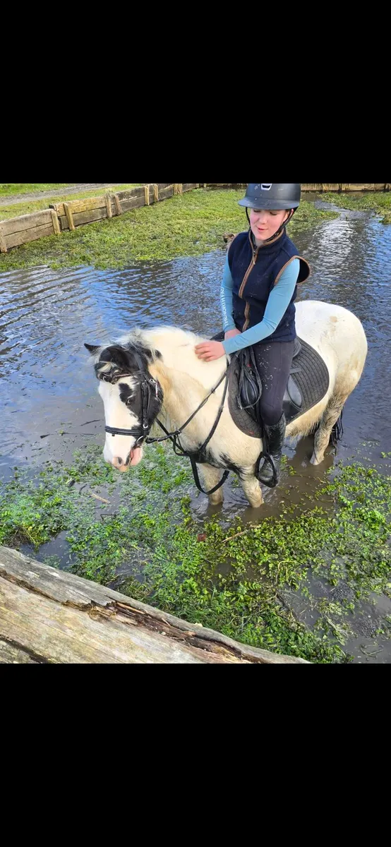 12.3hh mare - Image 3
