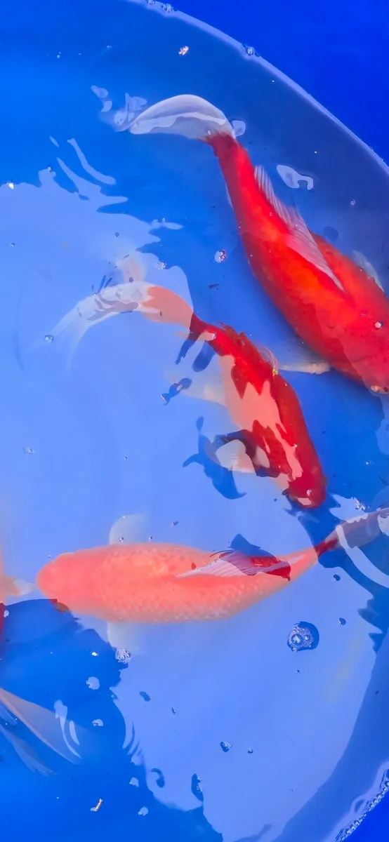 Koi carp and equipment - Image 3