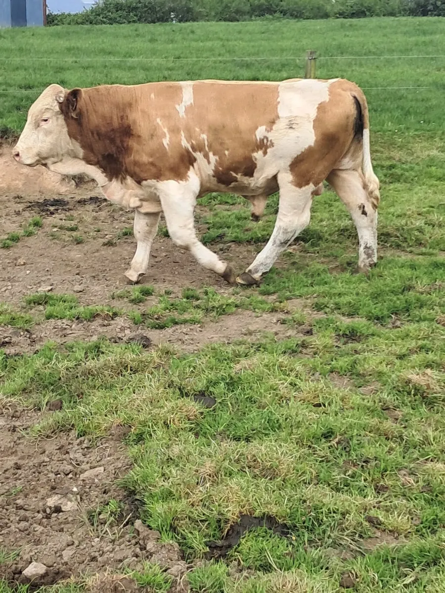 Simmental Bull - Image 2
