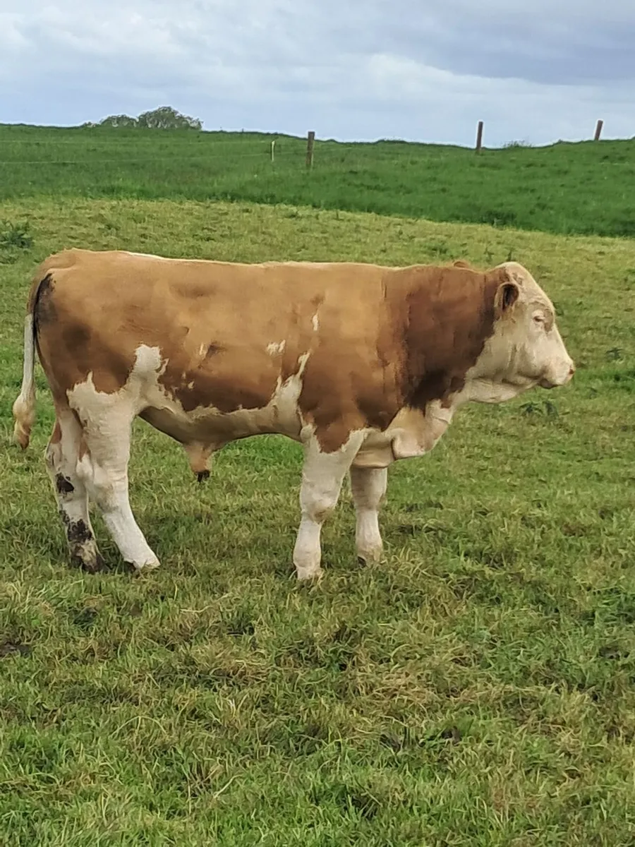 Simmental Bull - Image 3