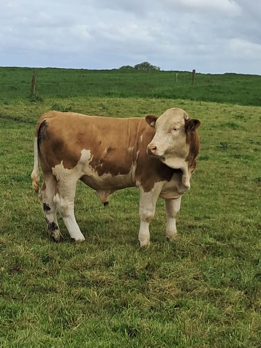 Simmental Bull - Image 4