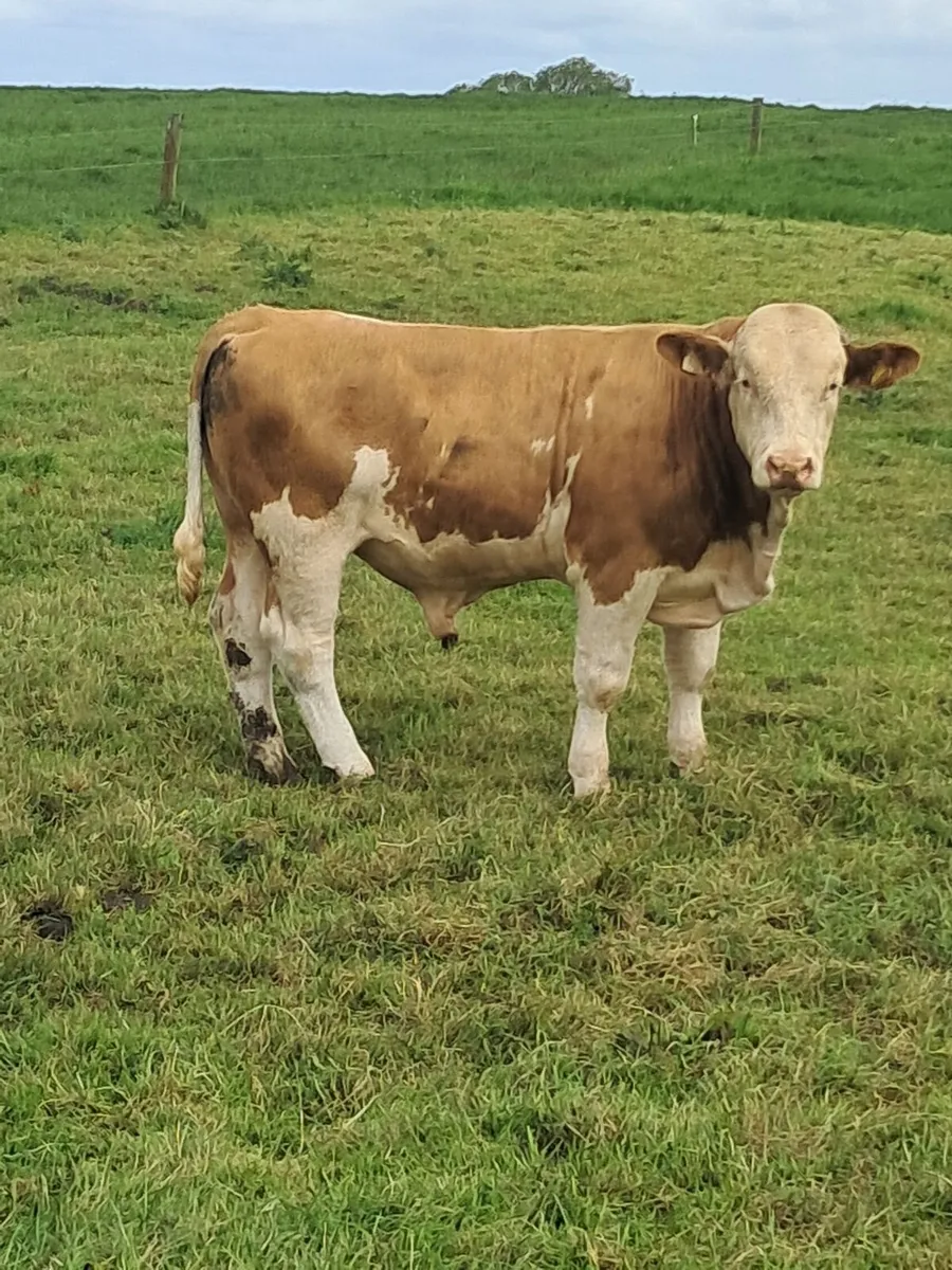 Simmental Bull - Image 1