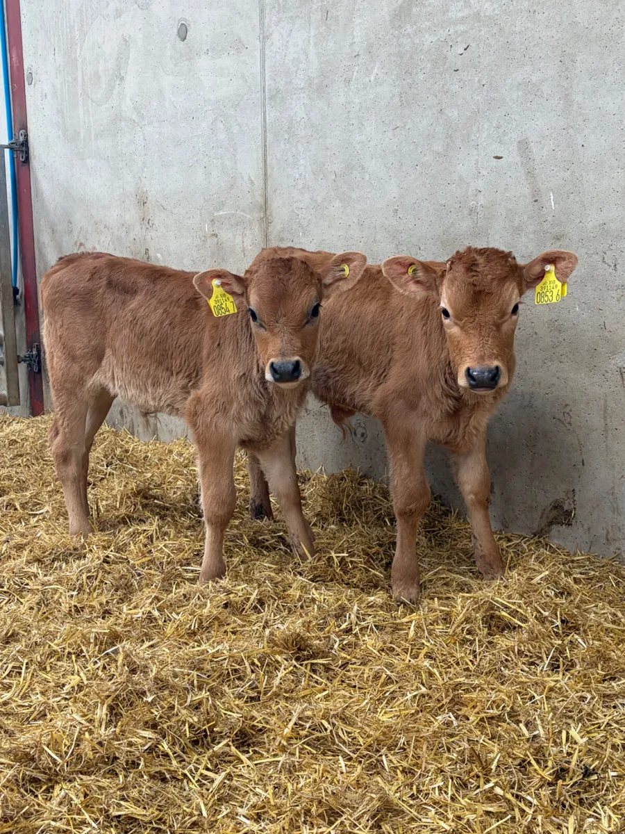 2 Limousine Bull Calves - Image 1