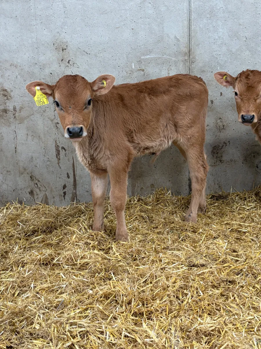 2 Limousine Bull Calves - Image 3