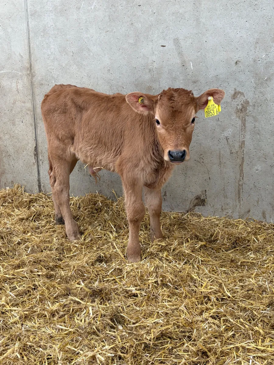2 Limousine Bull Calves - Image 2