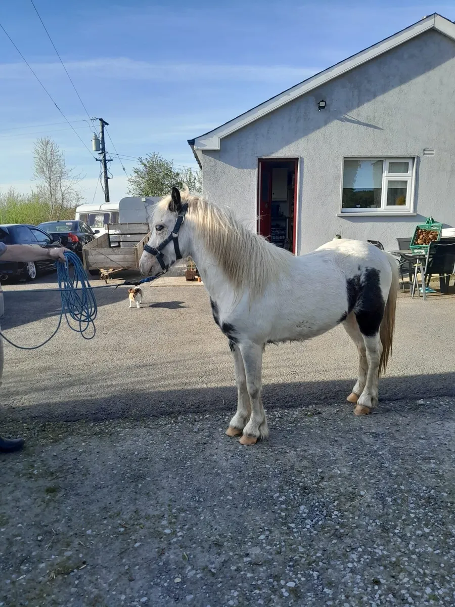 Pony for sale - Image 1