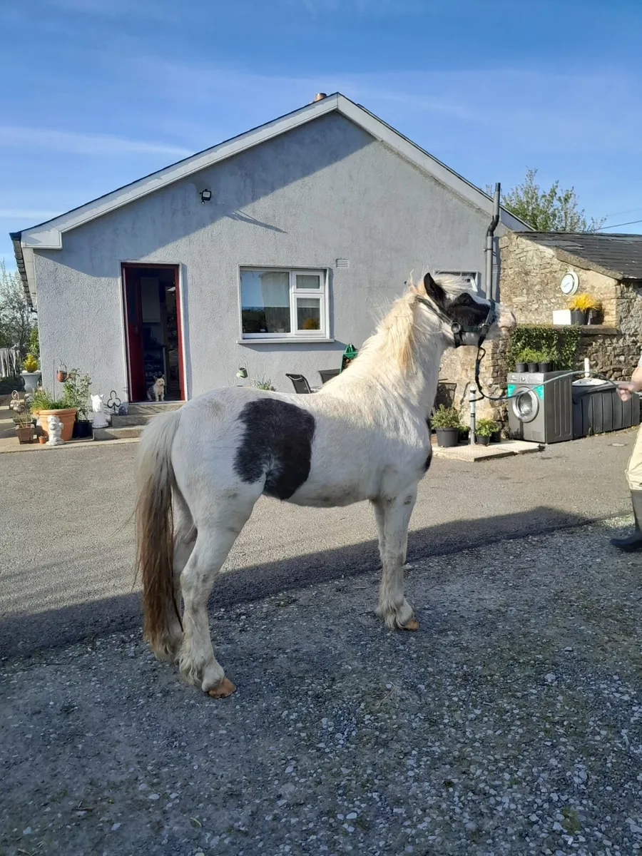 Pony for sale - Image 2