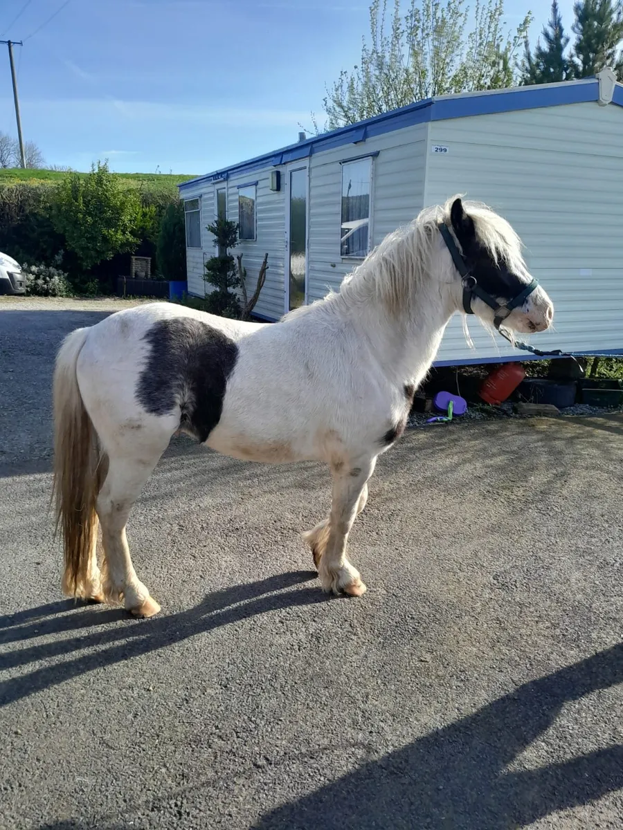Pony for sale - Image 3