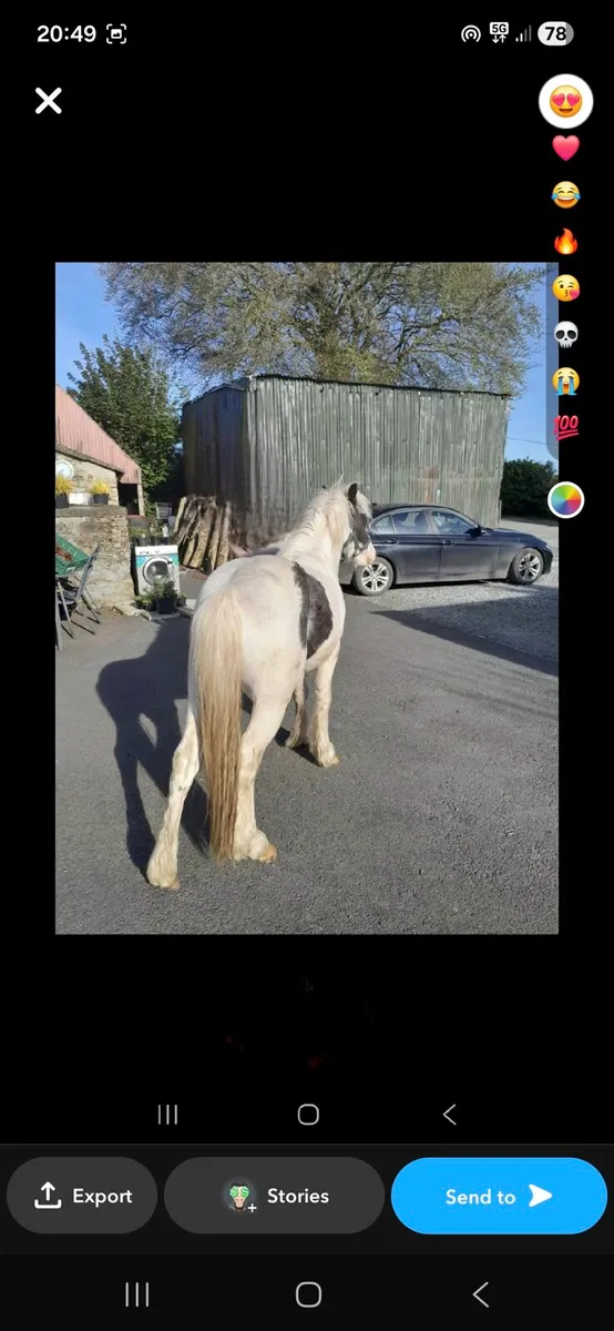 Pony for sale - Image 4