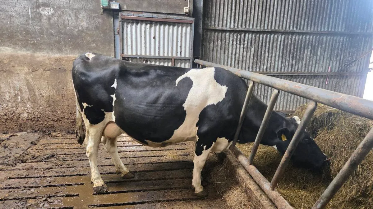 Incalf cows - Image 1