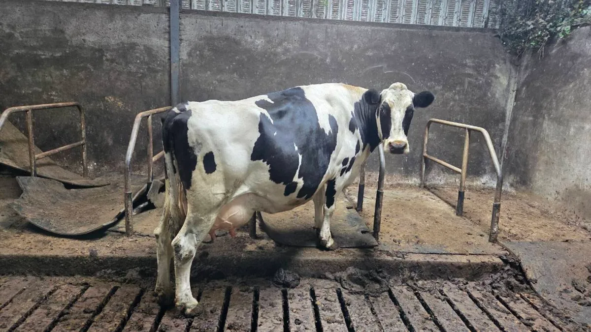 Incalf cows - Image 2