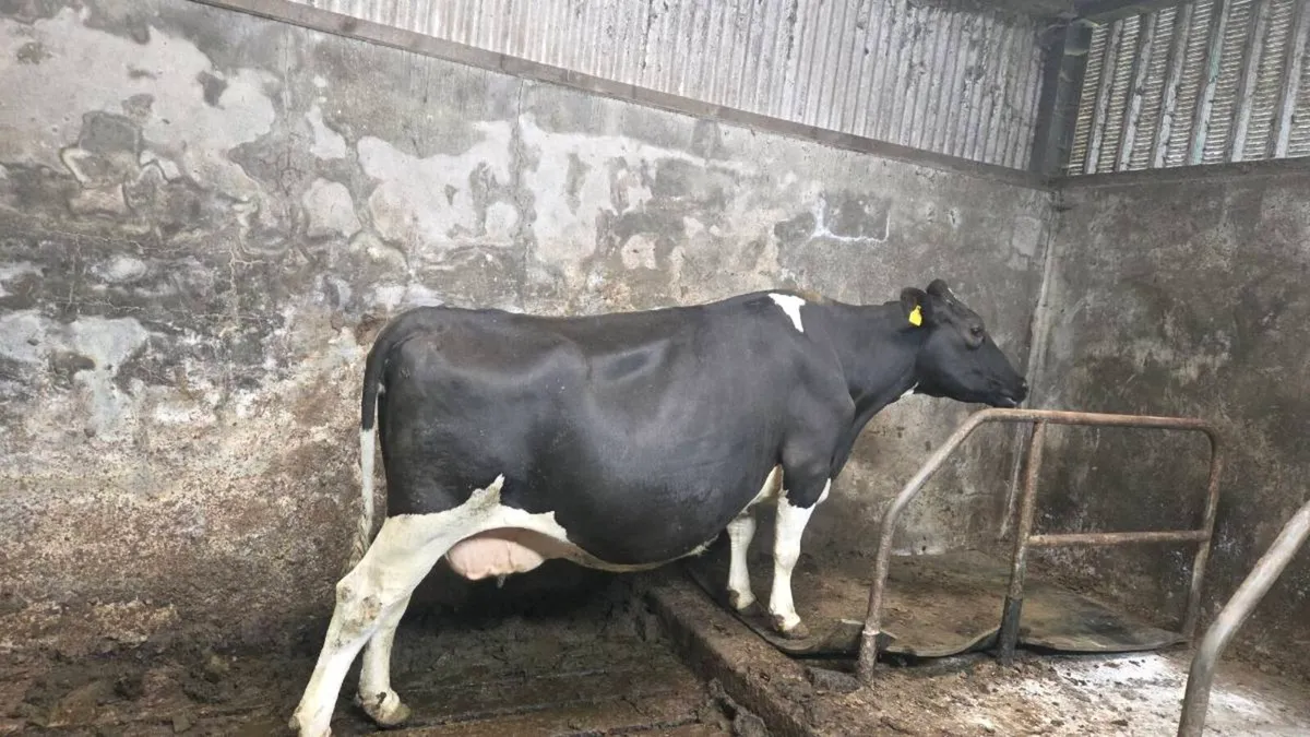 Incalf cows - Image 3