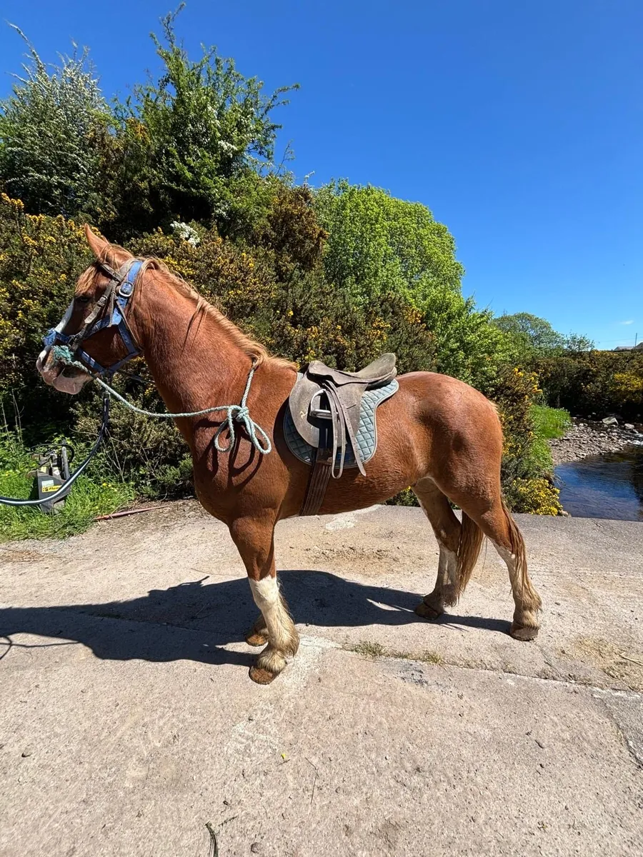 Chestnut gelding - Image 1