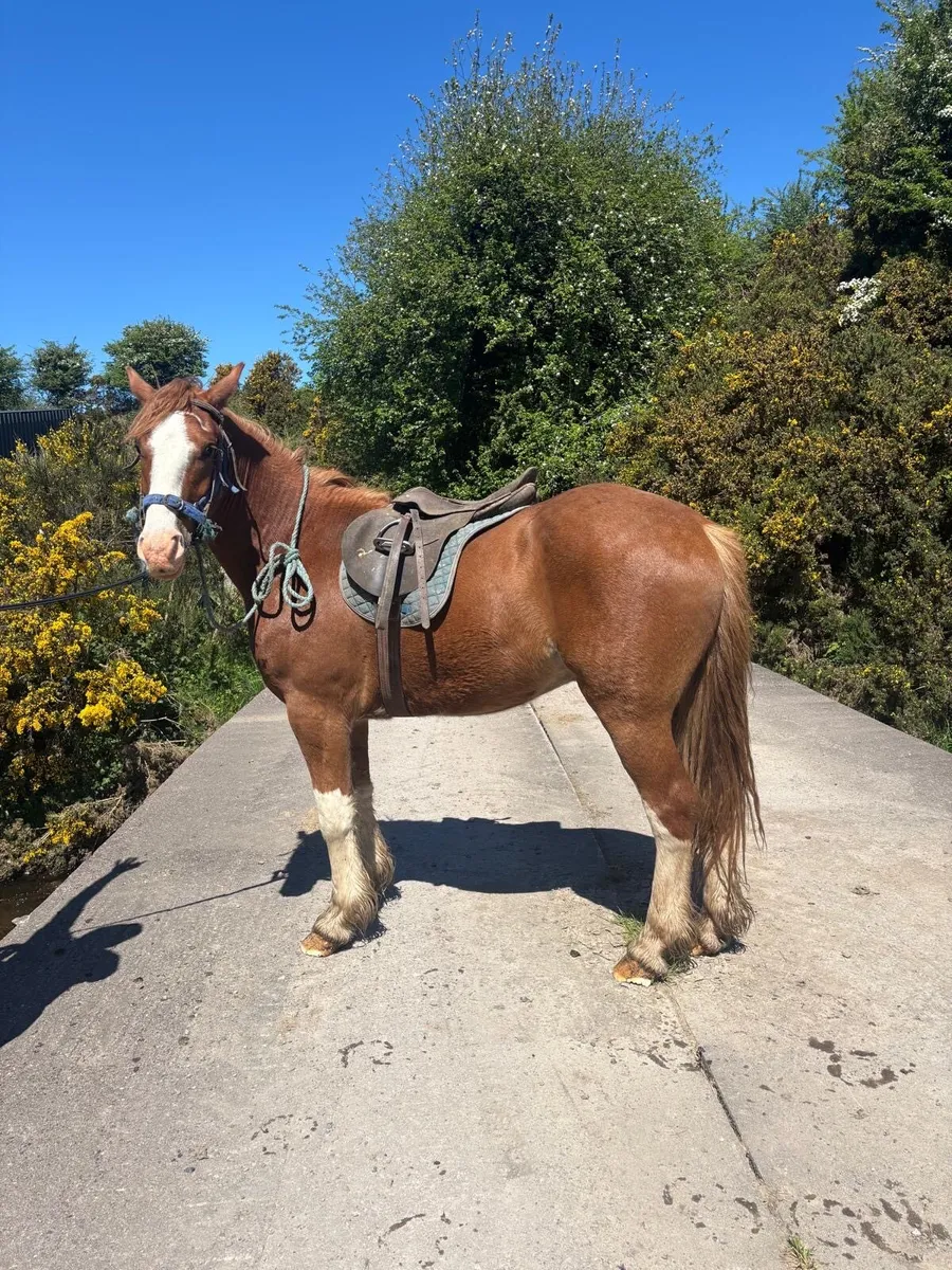 Chestnut gelding - Image 2