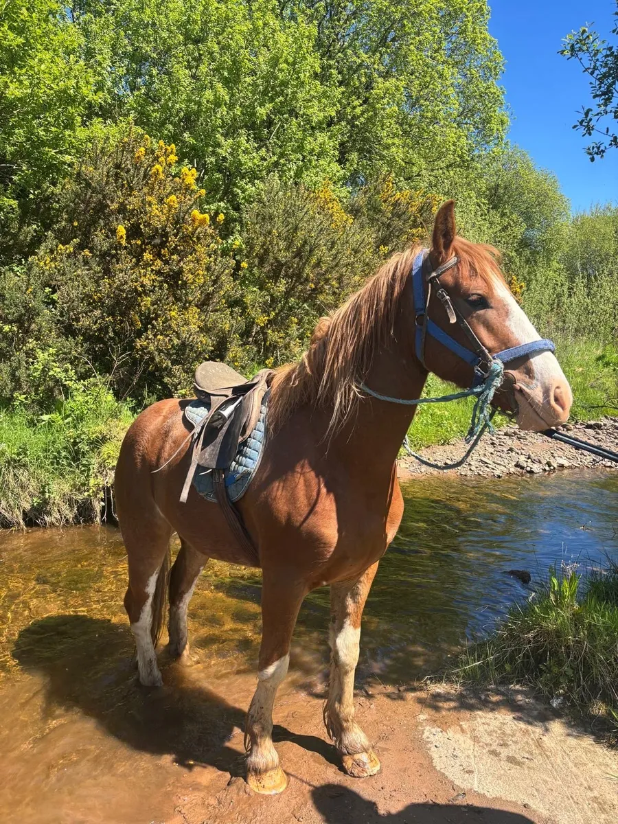 Chestnut gelding - Image 3