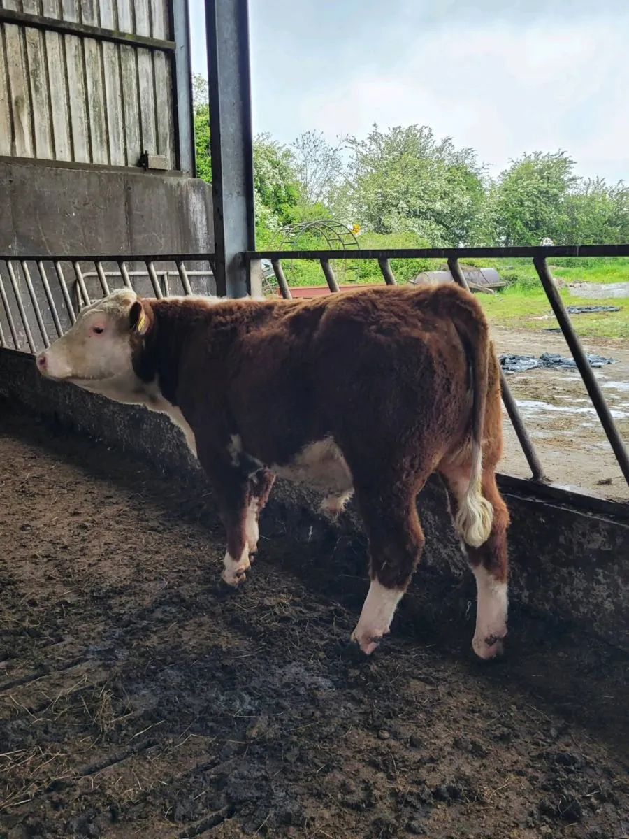 Hereford Bull [POA] - Image 1