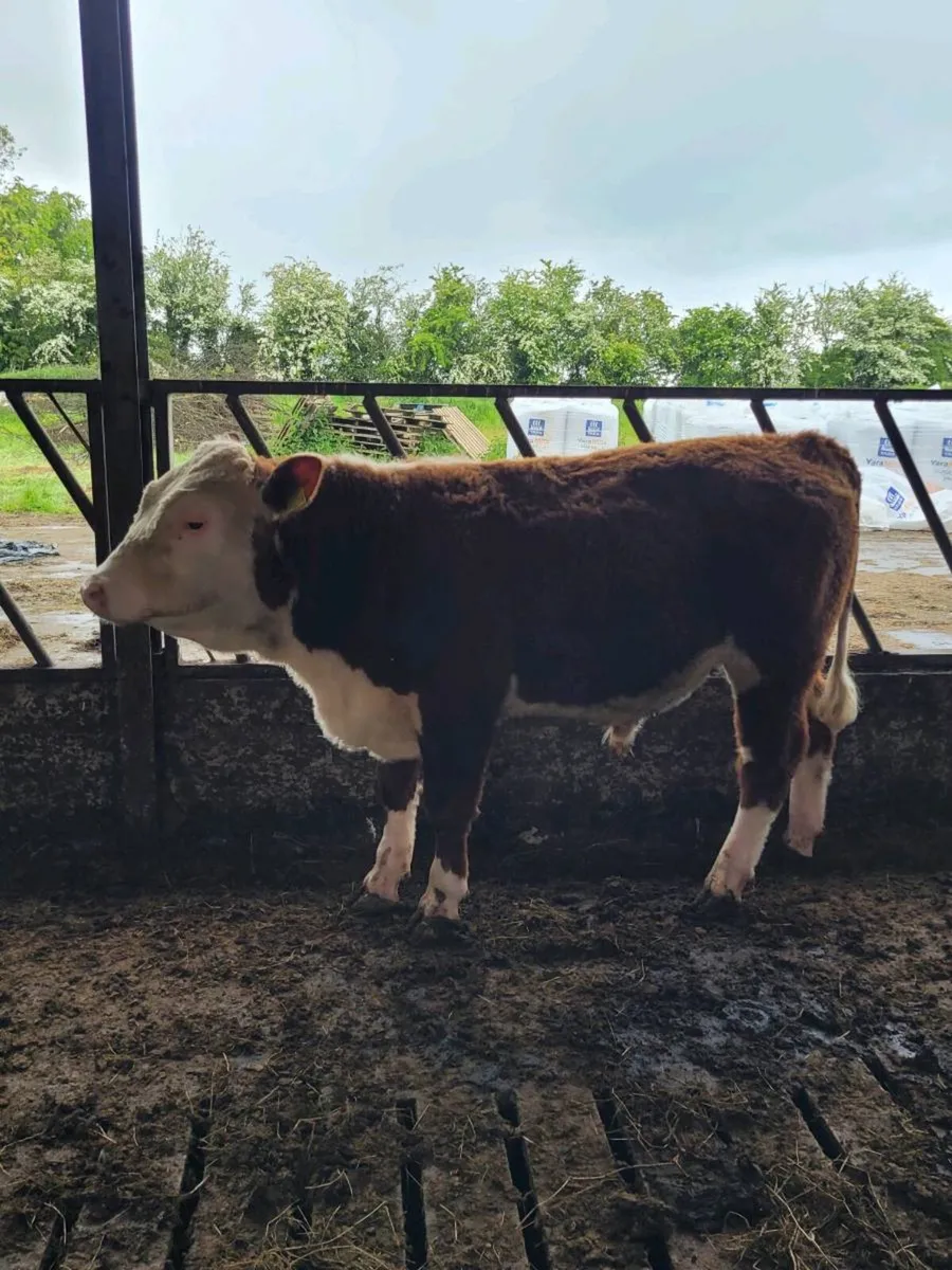 Hereford Bull [POA] - Image 2