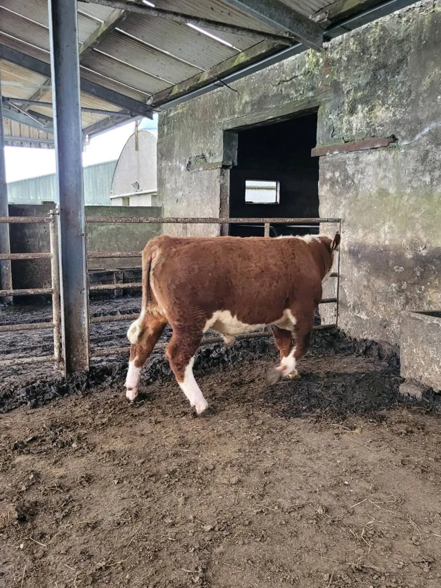 Hereford Bull [POA] - Image 3