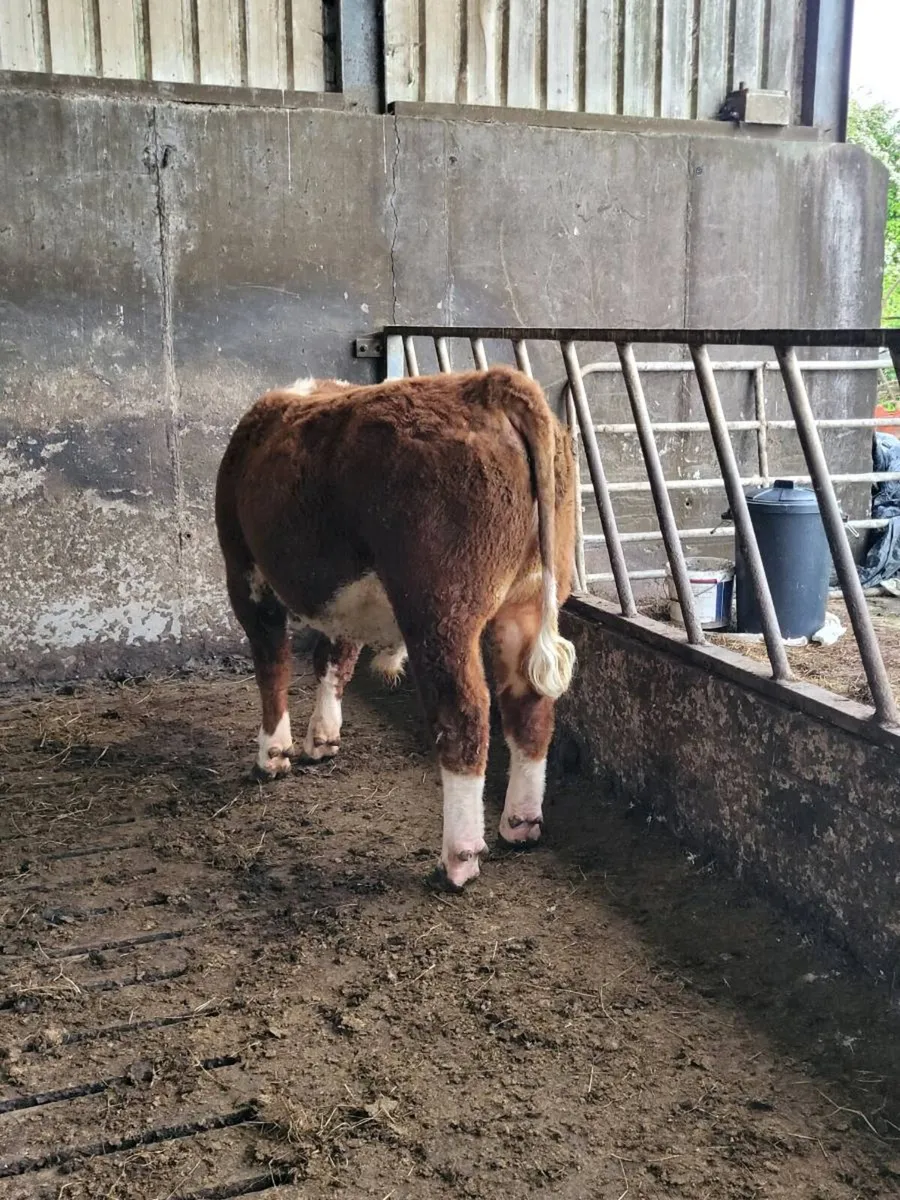 Hereford Bull [POA] - Image 4