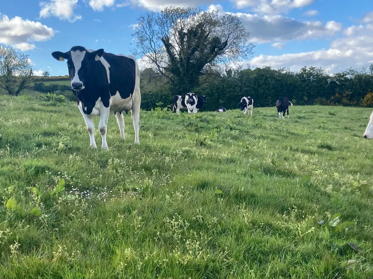 Dairy cattle - Image 2