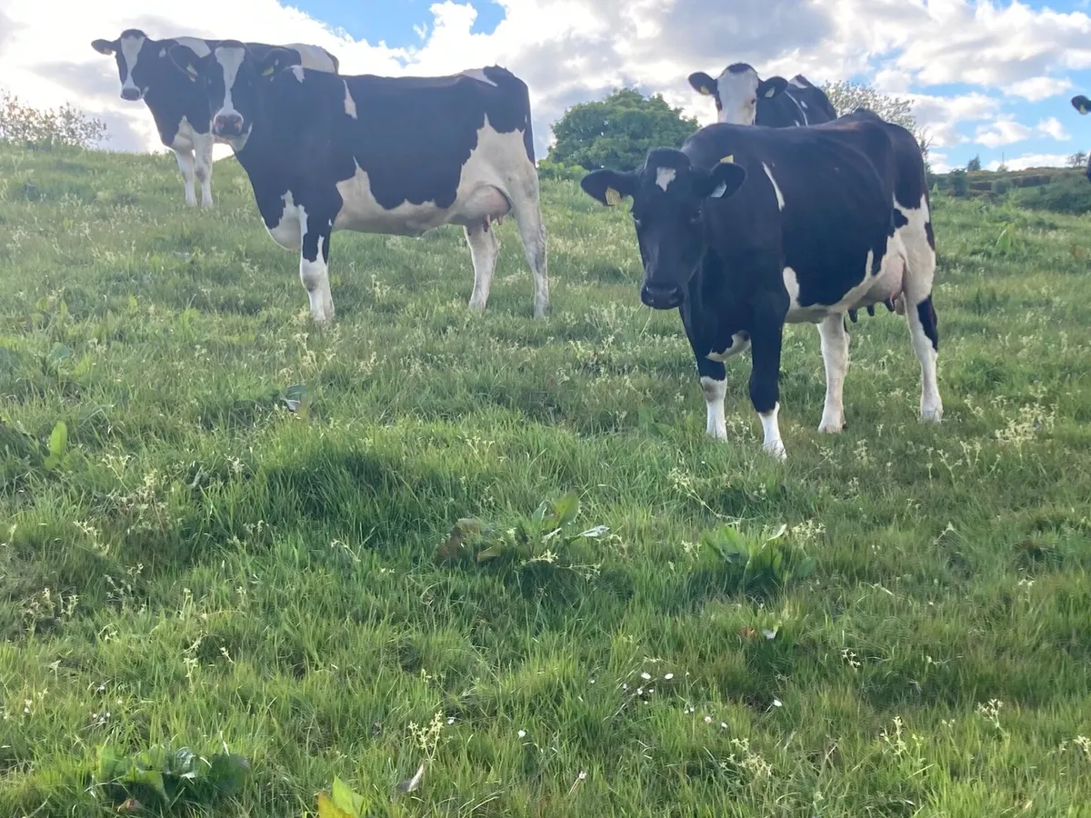 Dairy cattle - Image 3
