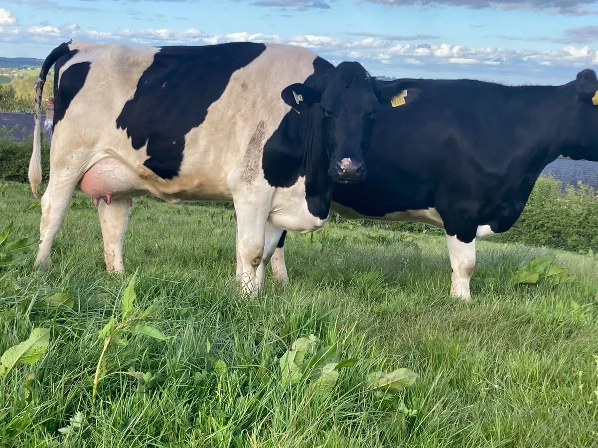 Dairy cattle - Image 4