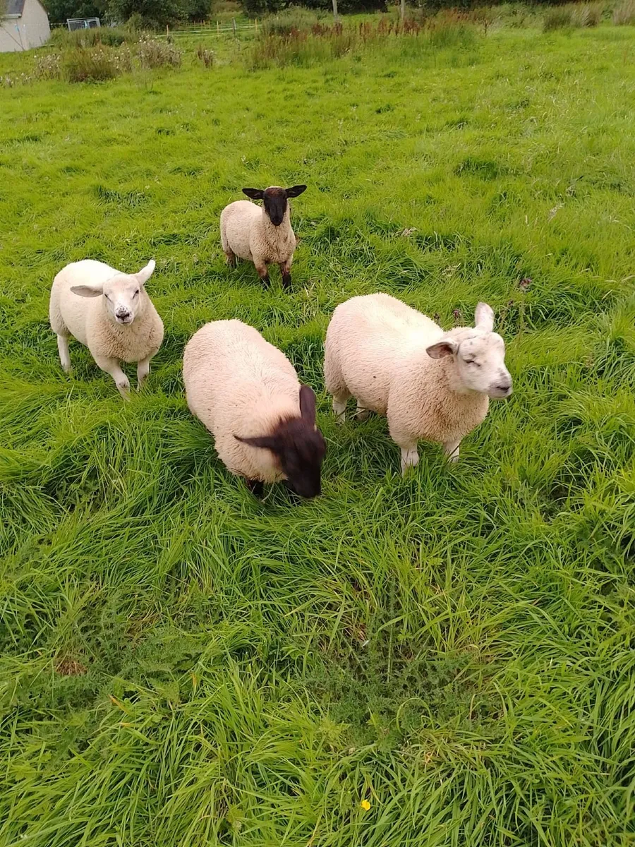 Big lambs €80 - Image 1