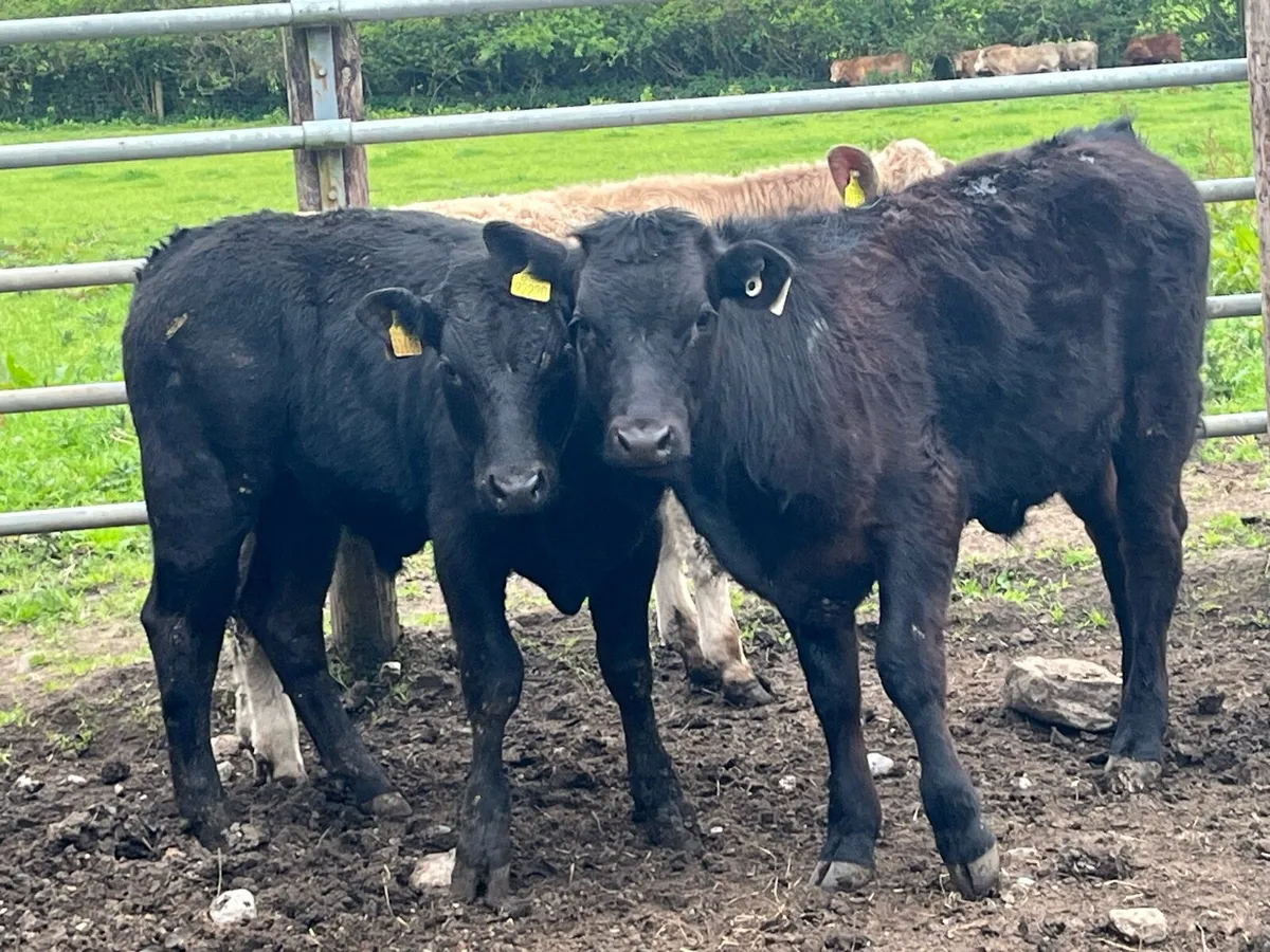 Super 260Kg CH & LIM Bullock Weanlings - Image 4