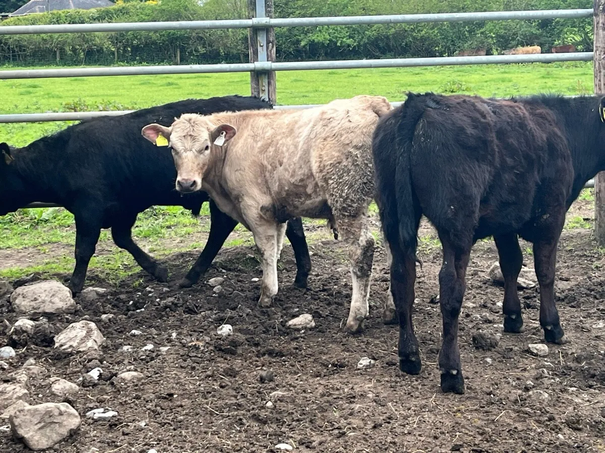 Super 260Kg CH & LIM Bullock Weanlings - Image 1