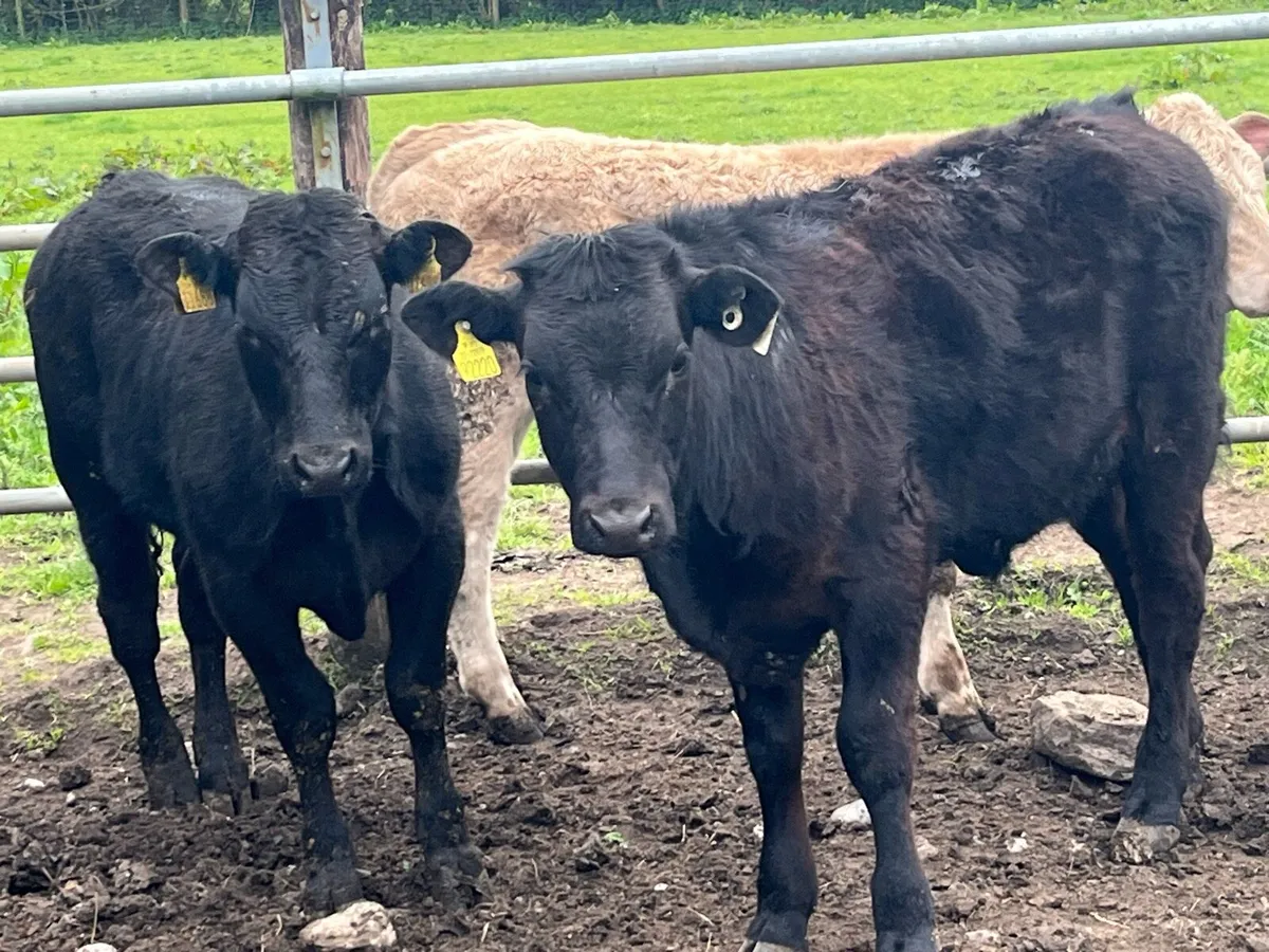 Super 260Kg CH & LIM Bullock Weanlings - Image 2