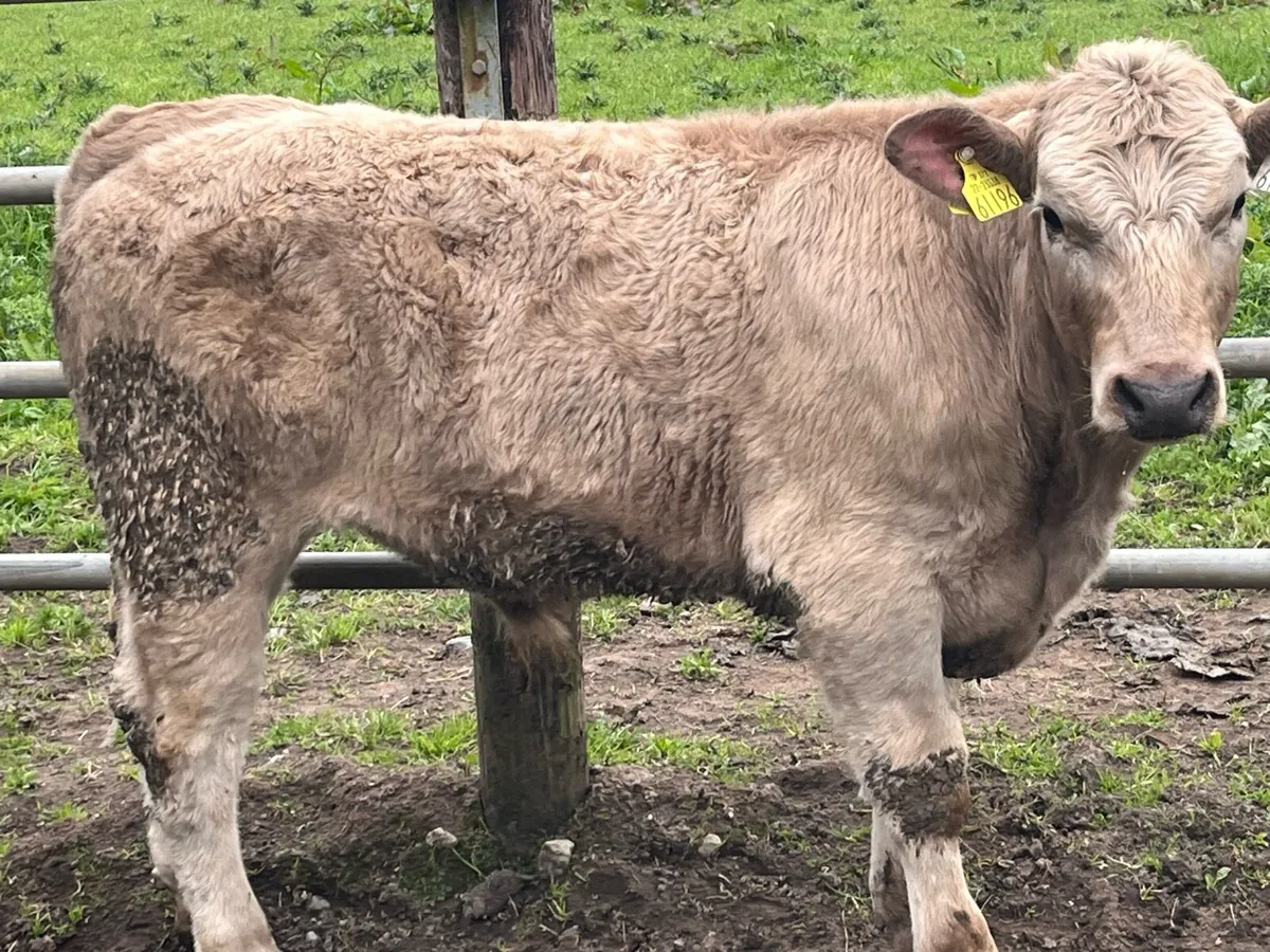 Super 260Kg CH & LIM Bullock Weanlings - Image 3