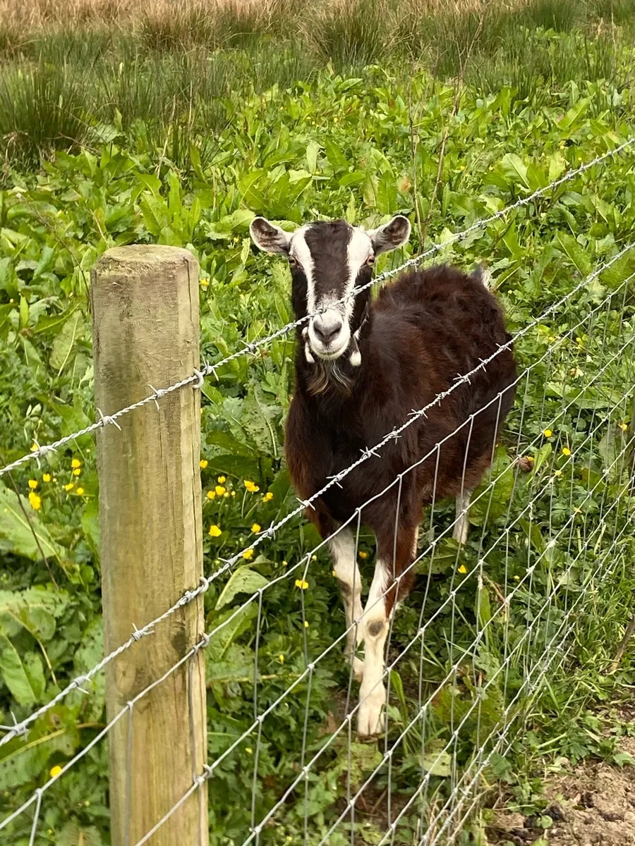 Goats - Image 1