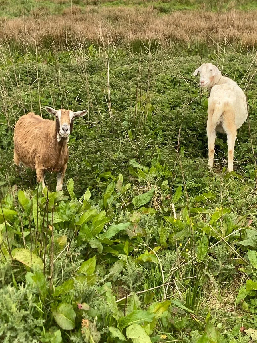 Goats - Image 2
