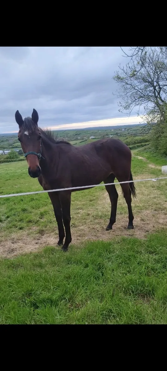 Stunning yearling for sale - Image 1