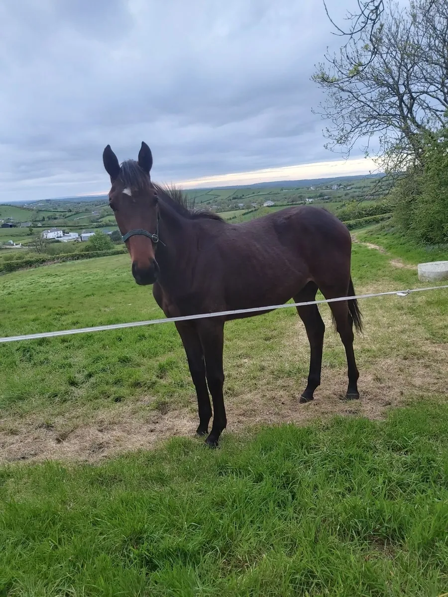 Stunning yearling for sale - Image 4