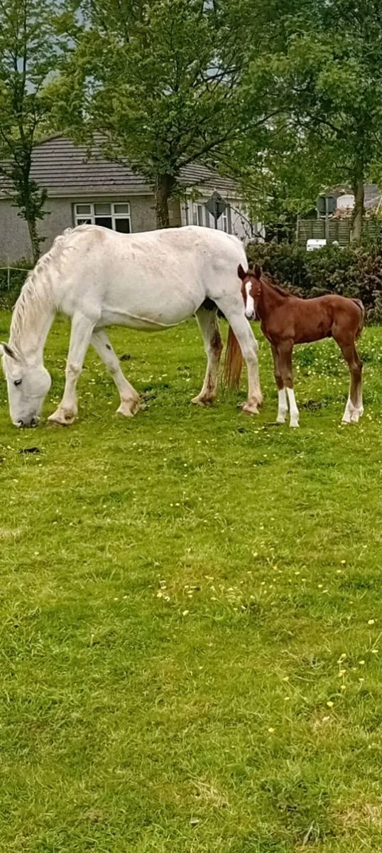 CLASS 1 RID MARE AND COLT FOAL - Image 3