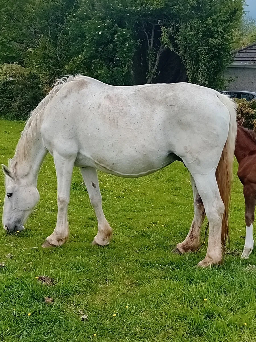 CLASS 1 RID MARE AND COLT FOAL - Image 4