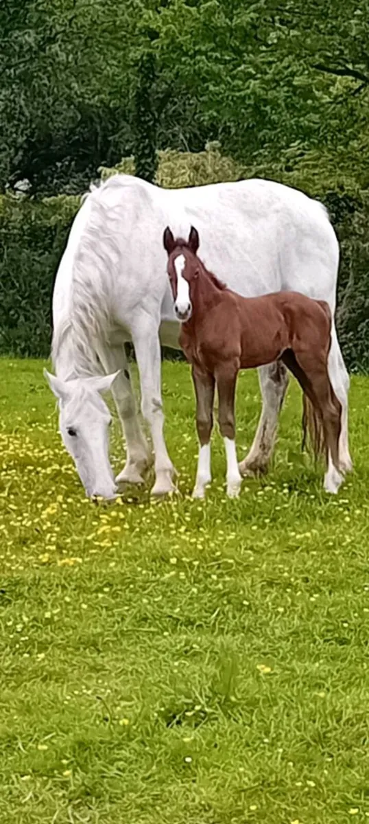 CLASS 1 RID MARE AND COLT FOAL - Image 1