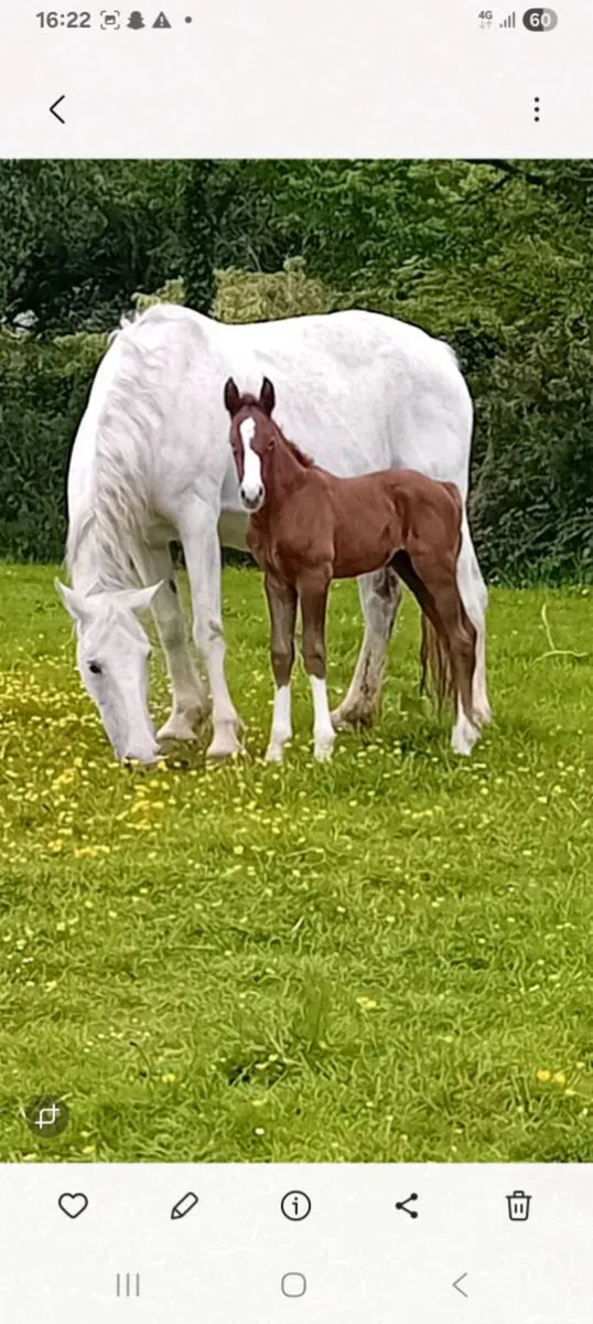 CLASS 1 RID MARE AND COLT FOAL - Image 2