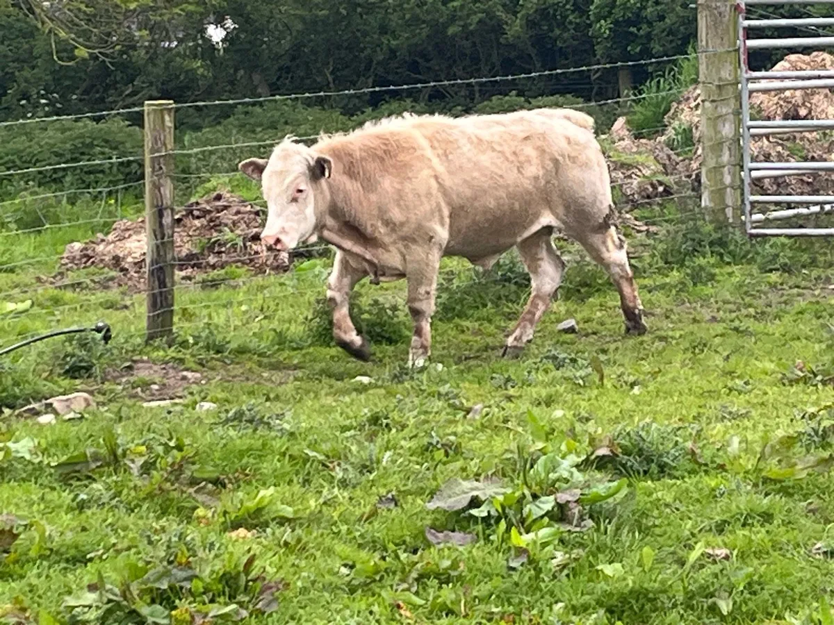 Super 380Kg Continental Bullocks - Image 3