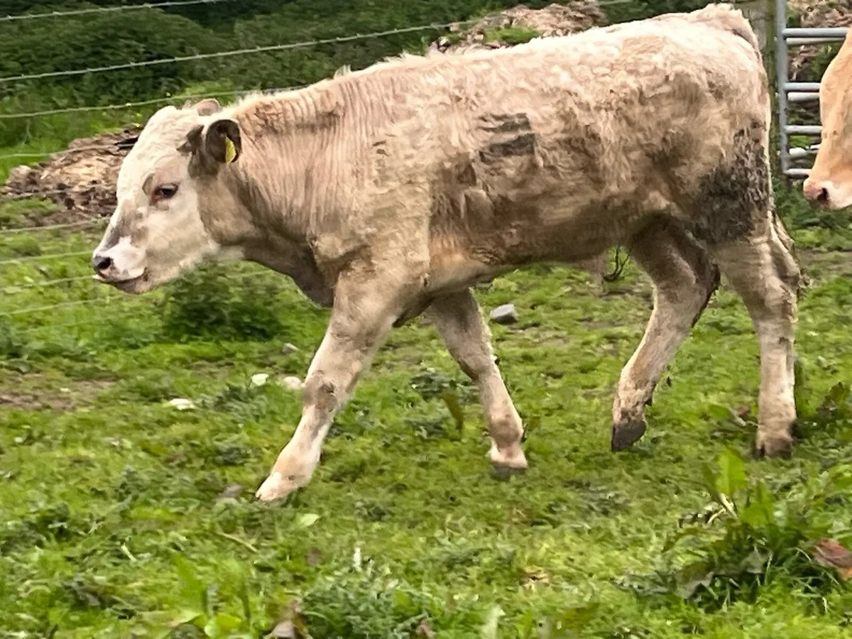 Super 380Kg Continental Bullocks - Image 4