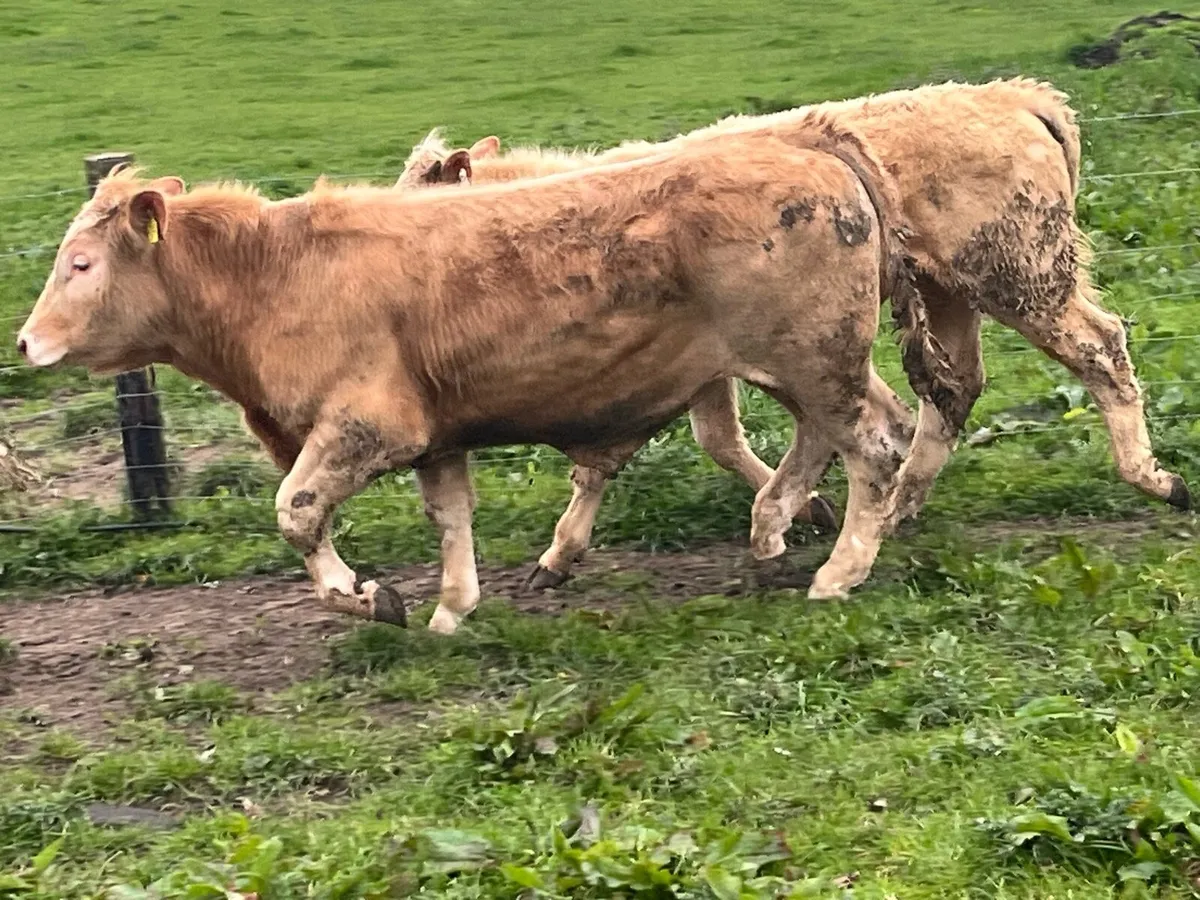 Super 380Kg Continental Bullocks - Image 2