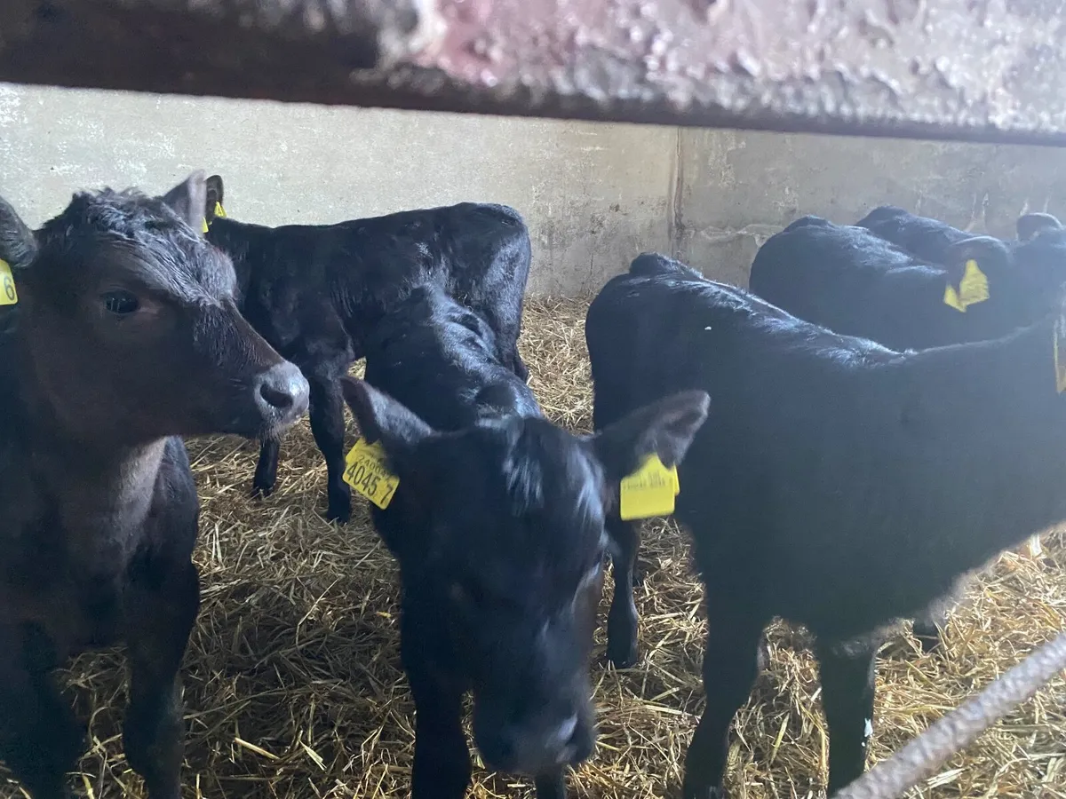 Aberdeen Angus calves - Image 4