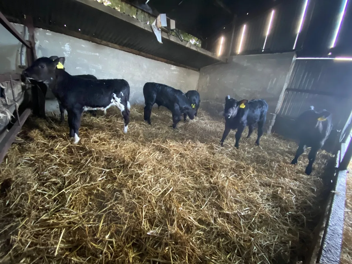 Aberdeen Angus calves - Image 2