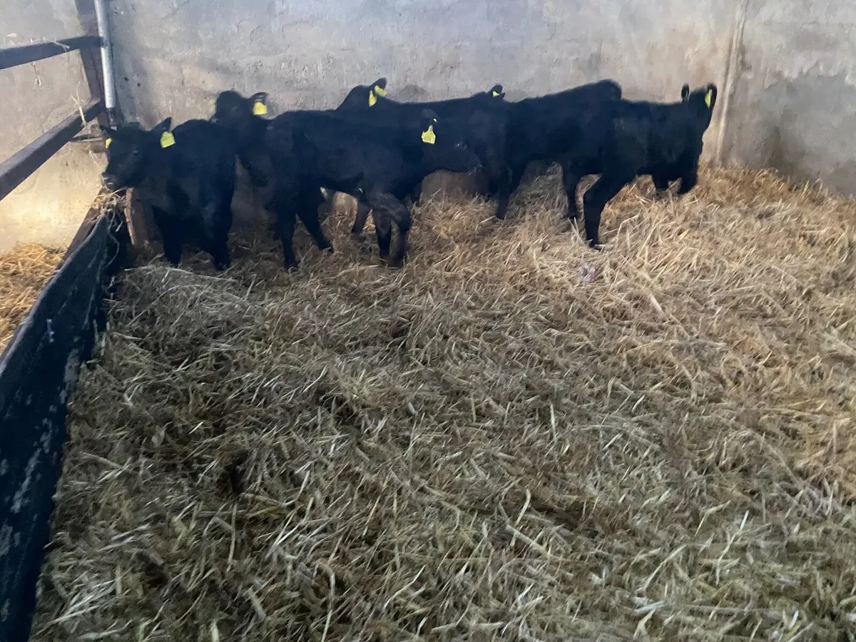 Aberdeen Angus calves - Image 3