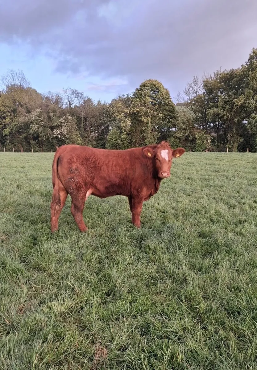 Heifers with calves at foot - Image 2