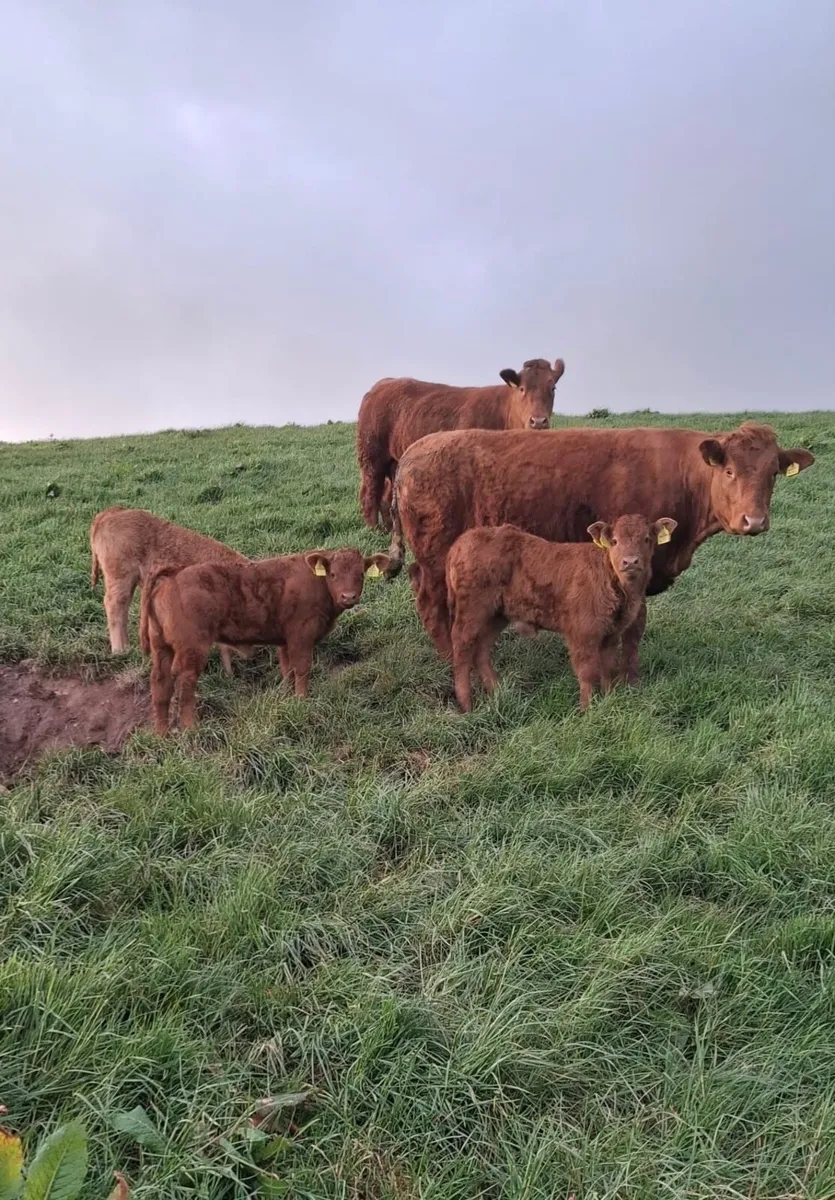 Heifers with calves at foot - Image 1