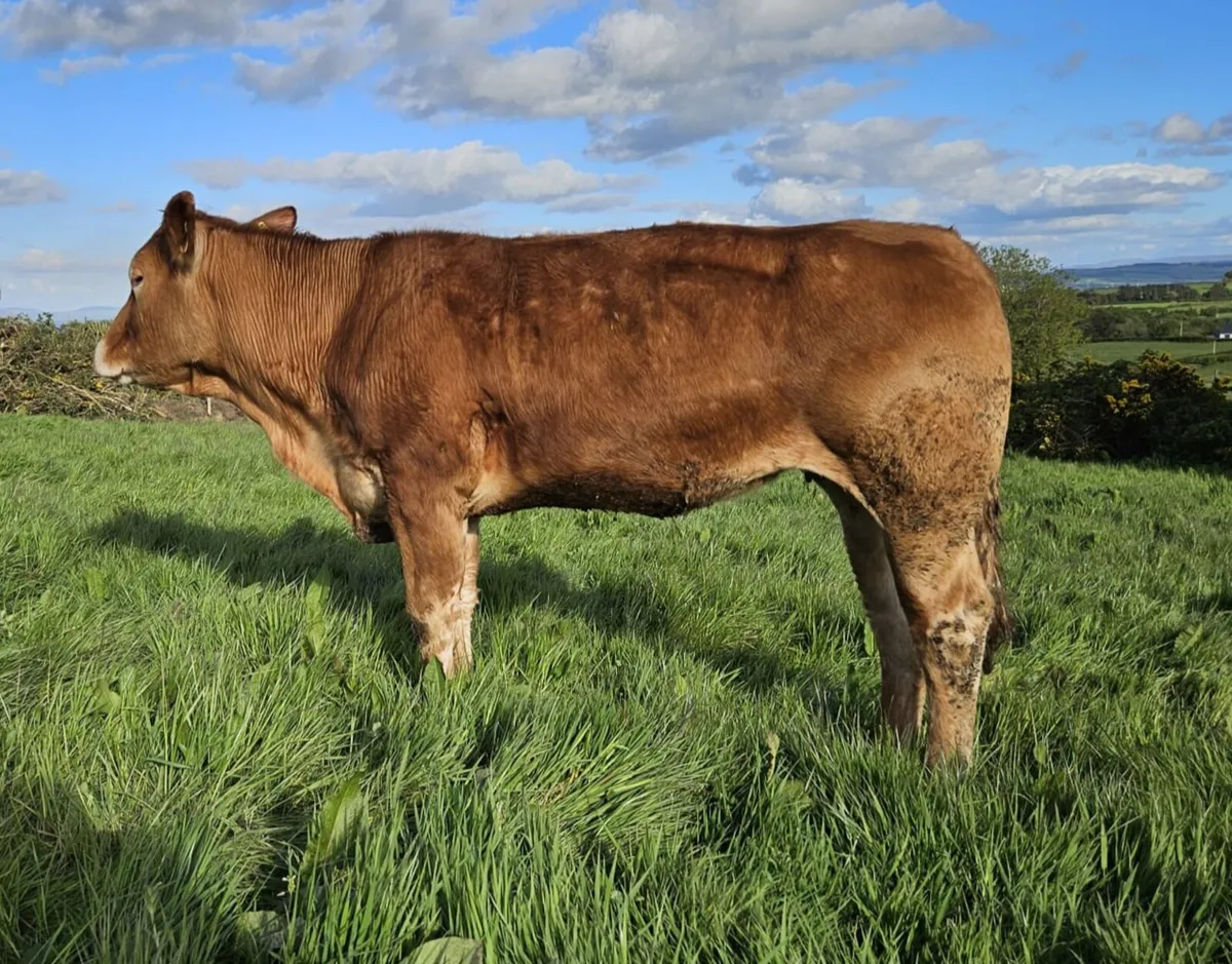 Purebred Limousin Heifer - Image 3