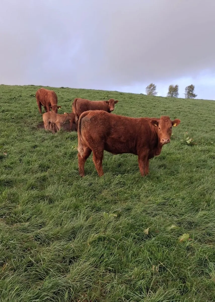 Heifers with calves at foot - Image 3